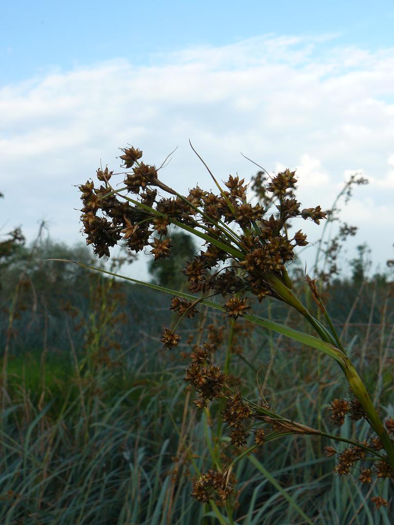 giunco - No, Cladium mariscus